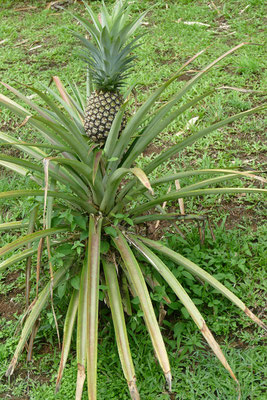 Pladoyer Fur Die Ananas Dicksunterwegss Webseite