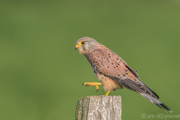 Charakteristisch für das Männchen ist sein hellgrauer Kopf. Foto:  Erik Dienesch 