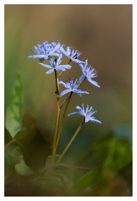 Scille à deux feuilles