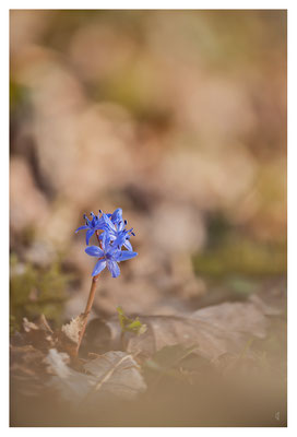 Scille à deux feuilles sans ses feuilles