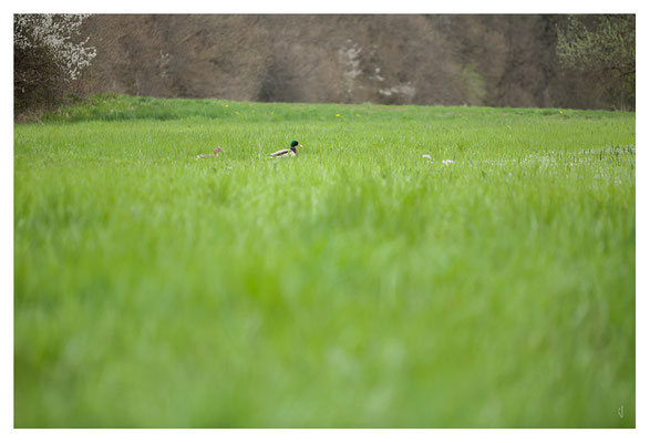 Couple Canard Colvert