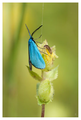 Zygène turquoise