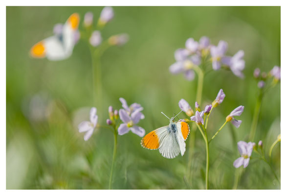 L'Aurore du printemps