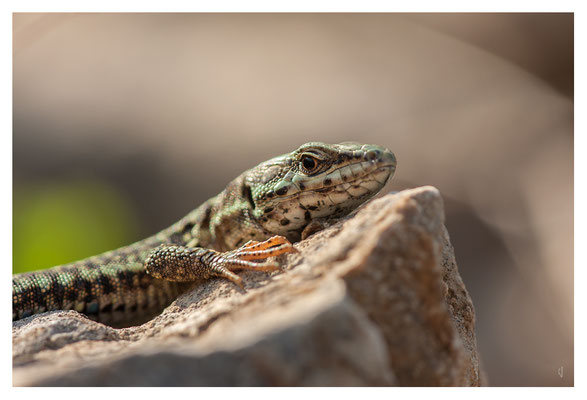 Le Lézard des murailles