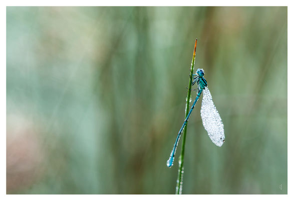 Agrion