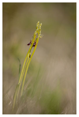Jumelles, Ophrys mouche