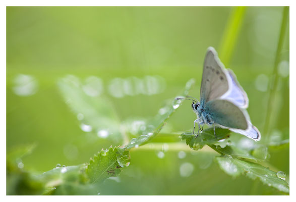 Goutte à Goutte