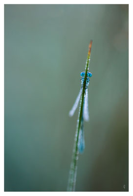 Agrion