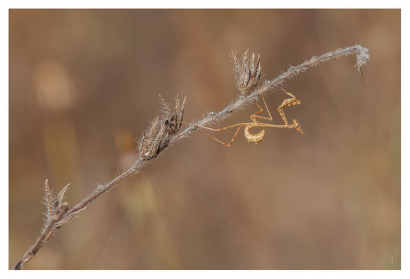 Diablotin - Empusa pennata -