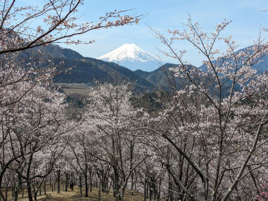 真木お伊勢山　桜と富士山の景勝地