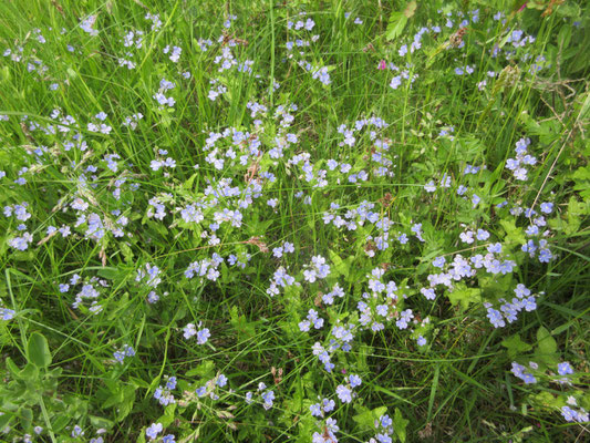 Gamander Ehrenpreis (Veronica chamaedrys)