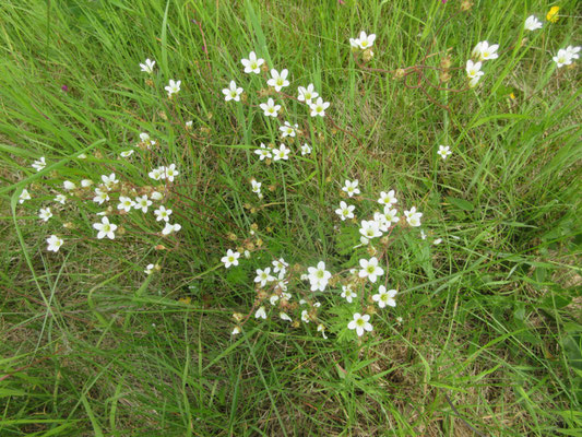 Knöllchen-Steinbrech (Saxifraga granulata)