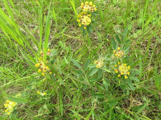 Gemeiner Wundklee (Anthyllis vulneraria)