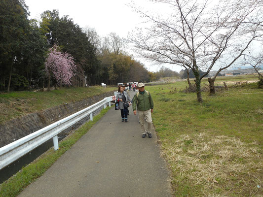 小川沿の桜