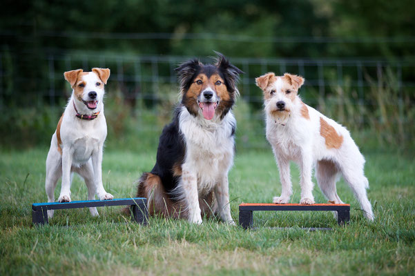 Ashclyst dog on sale training