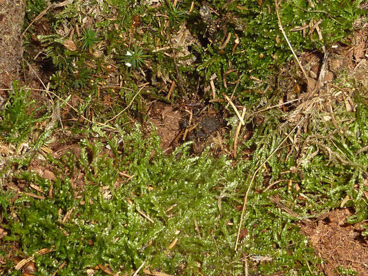 Waldmoos