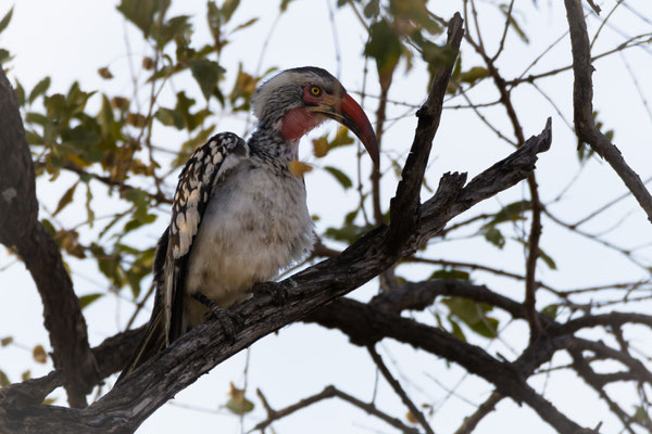 Südlicher Gelbschnabeltoko - trotz rotem Schnabel, aber Rotschnabeltokos kommen in Botswana nicht vor