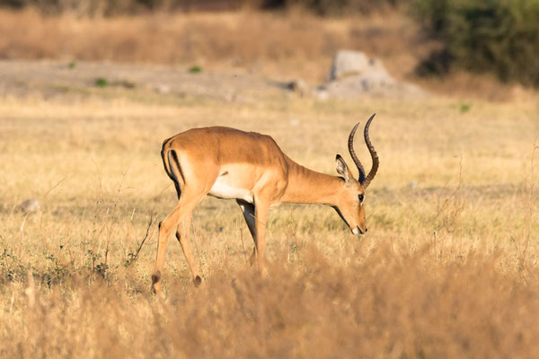 Impala