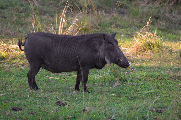 Warzenschwein