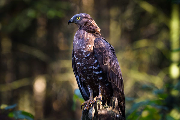 Raubvogel  290mm  1/160  f5,6  ISO1250