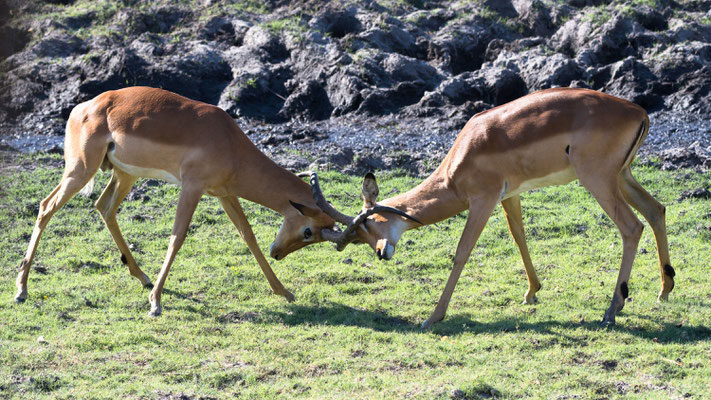 Impala