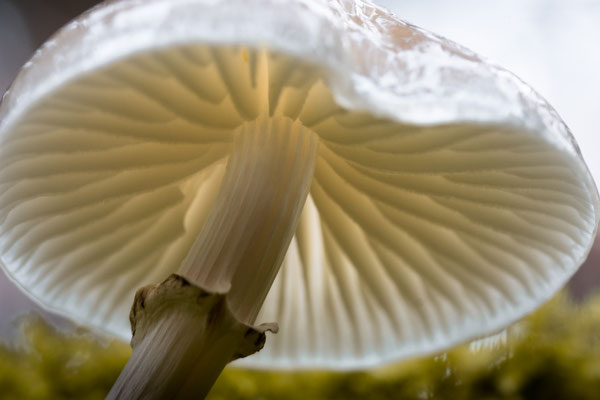 Pilz  105mm  1/4sec  f8,0  ISO100