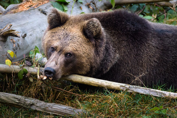 Braunbär 600mm  1/160  f6,3  ISO1400