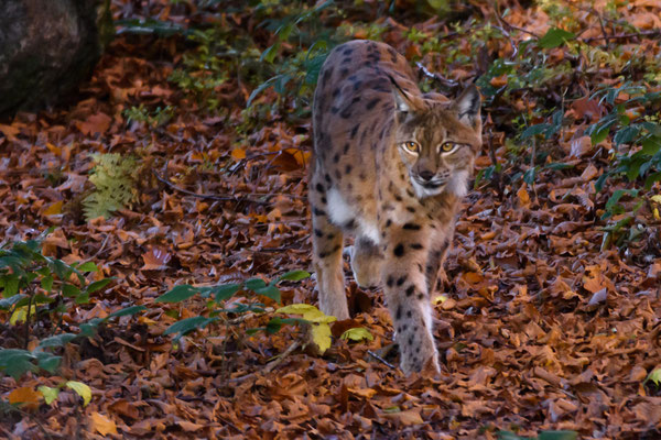 Luchs  600mm  1/250  f6,3  ISO2500 