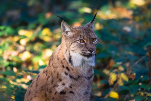 Luchs  600mm 1/500  f6,3  ISO2200