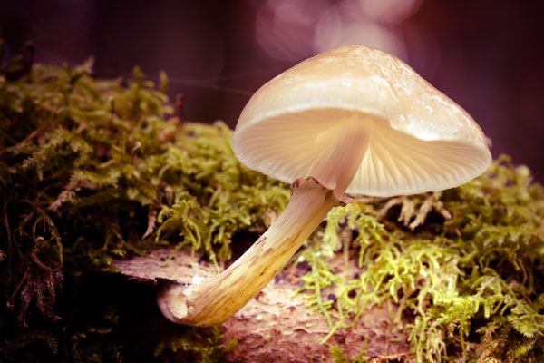 Pilz  105 mm  1/2sec  F9,0  ISO 100