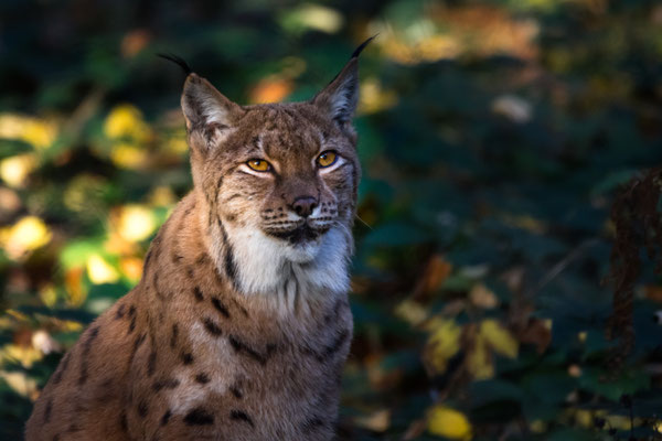 Luchs  600mm  1/640  f6,3  ISO1600