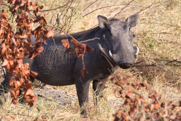 Warzenschwein