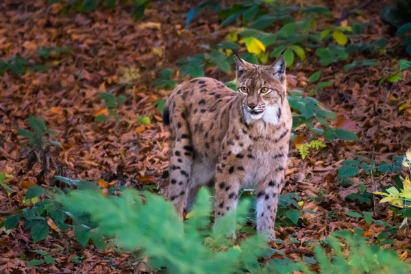 Luchs  600mm  1/250  f6,3  ISO2800 