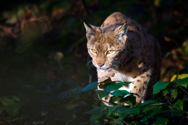 Luchs  600mm 1/1000  f6,3  ISO1600