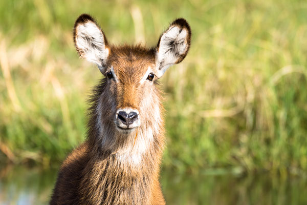 Wasserbock