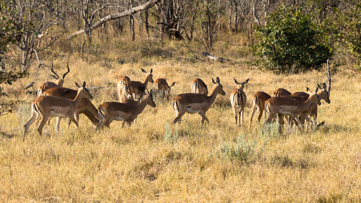 Impalas