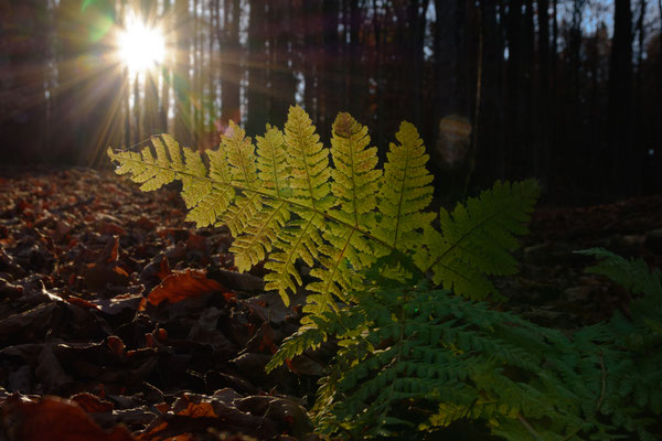 Wald  31mm  1/60  f14  ISO250