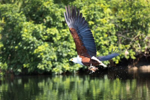 Schreiseeadler