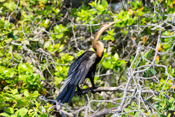 Afrikanische Schlangenhalsvogel