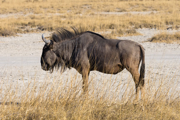 Gnu