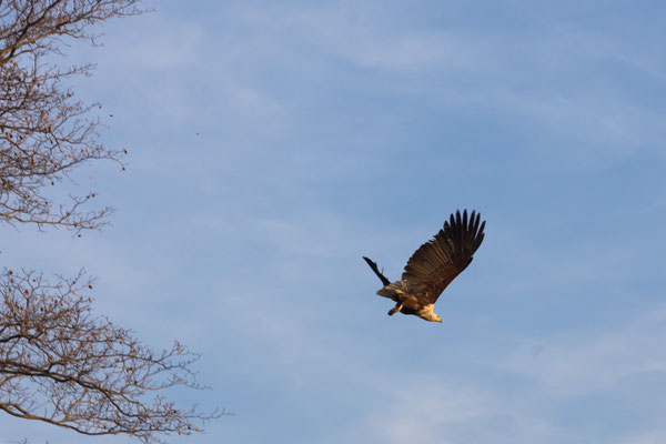 Schreiseeadler