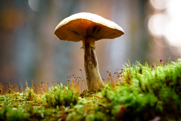 Pilz  105mm  0,6sec  f8  ISO100