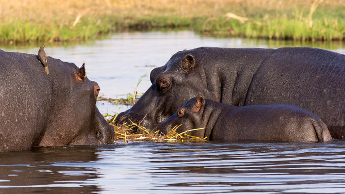 Flusspferde - Hippos