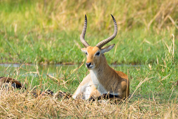 Letchwe Antilope (?)