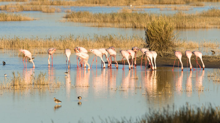 Flamingos