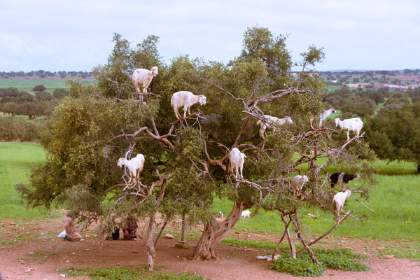 Ziegenbaum