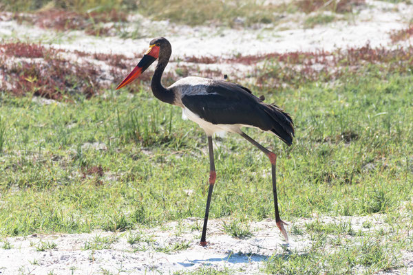 Sattelstorch