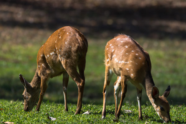 Buschbock oder Schirrantilope