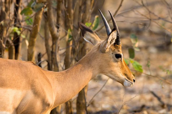 Impala