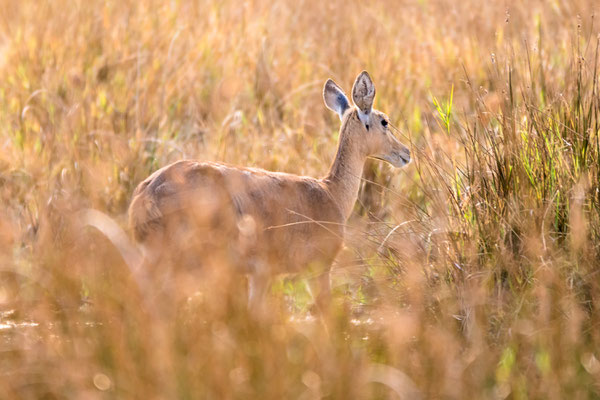 Letchwe Antilope (?)